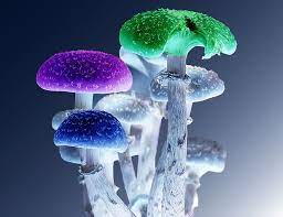 This item is not currently used to trade for anything. Magic Mushrooms Break On Through To Biosynthetic Reality