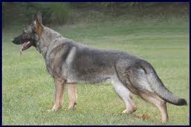 I own both sire and… Long Haired Sable German Shepherd Puppies Novocom Top