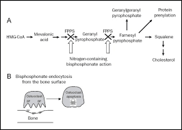 Image result for Bisphosphonates