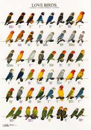 Love Bird Color Mutations Birds Pet Birds African