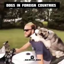 dogs around world vs dogs in india in 2021 dog gifs dogs funny dogs
