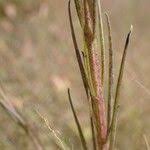 Image result for Micrargeria