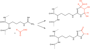 Check out the pronunciation, synonyms and grammar. Advanced Glycation End Product Wikipedia