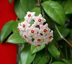Image result for hoya plant flower