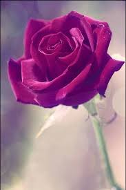 We did not find results for: Bunga Ros Wallpaper Muat Turun Ke Telefon Bimbit Anda Dari Phoneky