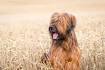 Briard | breed of dog | Britannica