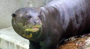 Giant Otter Is A S American Cousin To The Sea River Otters Of N America As Well As Those Of Europe Africa A Giant Ot Otters Giant River Otter Otter Facts