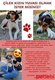 ucretsiz kopek sahiplenme ilanlari kopek yavru kopek kedi