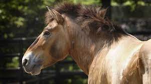 Zoo Farewells Minnesota A Przewalski S Horse Who Lived To A Great Age Horsetalk Co Nz