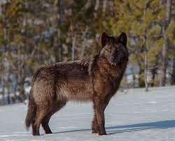 Check spelling or type a new query. Yukon Wolf Yukon Wolf Wolf Dog Wolf Hybrid