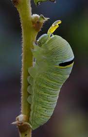 Maybe you would like to learn more about one of these? Zebra Swallowtail Gtm Research Reserve Butterfly Guide Inaturalist