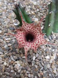 Image result for Huernia hislopii