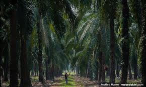 Baja kelapa sawit gosawit terbaik untuk anda hanya sebotol untuk 10 ekar sawit. Malaysiakini Menteri Pemilik Ladang Sawit Seluas 100 Ekar Ke Atas Wajib Dapatkan Sijil Mspo