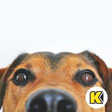 KRISTOPHER BUSH, this is a beautiful Ford F-350. Devin Long loved helping  you find it. #kendallfordbend #ford #f350 #kendallauto  #letsstartsomethinggreat Accessorize your driveway: https://nuvi.me/xyk1sl