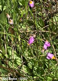 Image result for Primulaceae