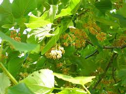 Fiore albero hop, puzzolente cenere, cenere wafer cura. Gli Alberi Profumati Saper Scegliere Quelli Giusti Blog Green Service