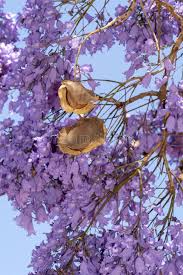 Está diseñado como urbanización abierta y está ubicado en la entrada a los. Jacaranda Seed Pods Photos Free Royalty Free Stock Photos From Dreamstime