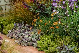 Image result for Ajuga