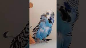 French Moult Budgerigars Forum