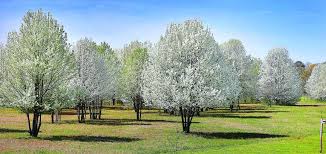 Planting a pear tree in canada, even in the north, is made easy when you get the right variety. Think That Field Of Flowering Pear Trees Looks Dreamy It S Really A Gardener S Nightmare Home Garden Annistonstar Com