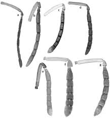 Image result for Cyperus breviradius