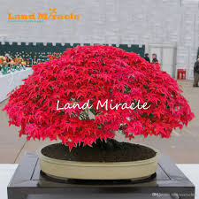 Japanese maple bonsai require regular fertilizing to encourage strong and consistent new growth. 2021 Japanese Red Maple Tree Bonsai Seeds Acer Palmatum 10seeds Pack Vibrant Beautifully Delicate Bonsai Tree For Balcony Garden From Landmiraclechina 1 98 Dhgate Com