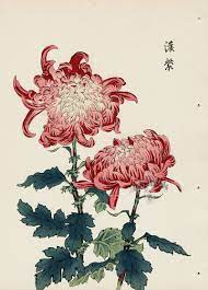 From Art Of The Japanese Chrysanthemum Japanese Chrysanthemum Flower Drawing Japanese Woodblock Printing