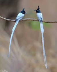 Bird Of Paradise Beautiful Birds Colorful Birds Nature Birds