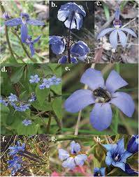 The blue roses in real life, are however aren't blue but are lilac in color, take the variety, 'blue moon' for instance. The Mystery Of The Blue Flower Nature S Rare Colour Owes Its Existence To Bee Vision