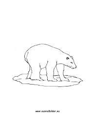 Ausmalbild Eisbar Zum Ausdrucken