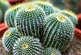 You have been completed the task of browse and add 3 products to cart.please return to vip center to receive your points. How To Properly Care For A Cactus In A Pot At Home How To Water Tips For Beginners Photo Video Succulents