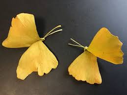 イチョウの葉が黄色く染まり ハラハラと落ちる季節になりました このきれいな黄色のイチョウの落ち葉でお子さんでも簡単に蝶々と花束が作れるそうです クラフト作家の加藤なぎささんから 作り方を教えていただきました 蝶々 秋のクラフト 手作りおもちゃ 2歳