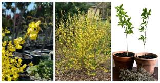 Forsythia Shrubs Delight Us Each Spring With Their Burst Of Cheery Yellow Flowers This Deciduous Perennial Plants Perennial Bushes Easy Landscaping Front Yard