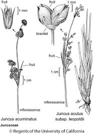 Image result for Juncaceae