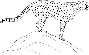Select from 36755 printable coloring pages of cartoons, animals, nature, bible and many more. Cheetah Coloring Pages 100 Pictures Free Printable