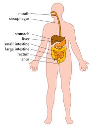 Using the terms below, correctly identify all structures indicated by leader lines on the diagram. The Digestive System Systems In The Human Body Siyavula