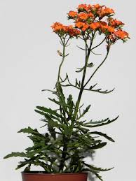 Image result for Kalanchoe laciniata