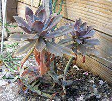 Wide or 30cm) of fleshy, pointed bronze leaves adorned with shades of pink. Pin On Succulent Garden