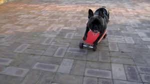 Since the popular french bulldog is intelligent this may make training easy, but you might. Frenchie Bulldog Now This Frenchie Can Skateboard