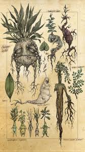 Mandragora Botanical Illustration Botanical Art Botanical Drawings