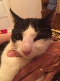 Learn how to recognize an allergic reaction to a sting from a if the initial symptoms worsen or persist for longer than 24 to 48 hours. 37 Cats Who Got Stung By Bees And Wasps Bored Panda