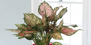 7 house plants that are actually pink calathea triostar (stromanthe sanguinea): Pink Houseplants Are Perfect Home Decor Costa Farms