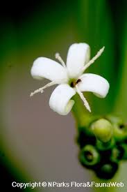 Image result for Morinda angolensis