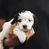 Why buy a puppy for sale if you can adopt and save a life? 1