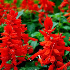 Image result for Salvia coccinea