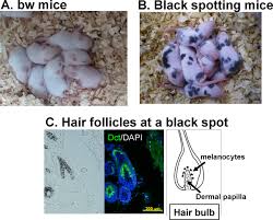 People seem to say that if you shed a hair with a white bulb it means the hair is in the telogen stage (has stopped growing). Plos One Regional Fluctuation In The Functional Consequence Of Line 1 Insertion In The Mitf Gene The Black Spotting Phenotype Arisen From The Mitfmi Bw Mouse Lacking Melanocytes
