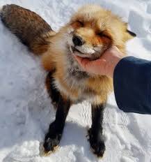 Everythingfox December 15 2018 At 07 43pm Fox Pups Animals Cute Animals