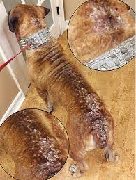 Walmart.com has been visited by 1m+ users in the past month Flea Allergy Dermatitis What Your Clients Need To Know Today S Veterinary Nurse