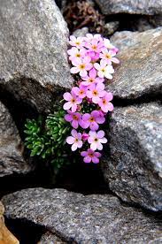 All Sizes Androsace Alpina Androsace Dei Ghiacciai Alpen Mannsschild Androsace Des Alpes Alpski Oklep Primulaceae Rock Garden Landscaping Plants Flowers