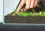 Demi mendapatkan manfaat maksimal dari aquascape sebagaimana pemaparan kami di artikel sebelumnya, maka anda perlu menjaga agar tanaman tersebut dapat tumbuh supaya dapat terlihat indah dan menawat saat dipandang. Cara Menanam Dan Merawat Hairgrass Pada Aquascape Media Digital